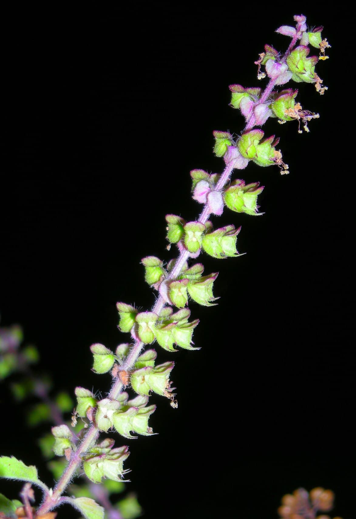 圣罗勒 Holy Basil 真实食材图