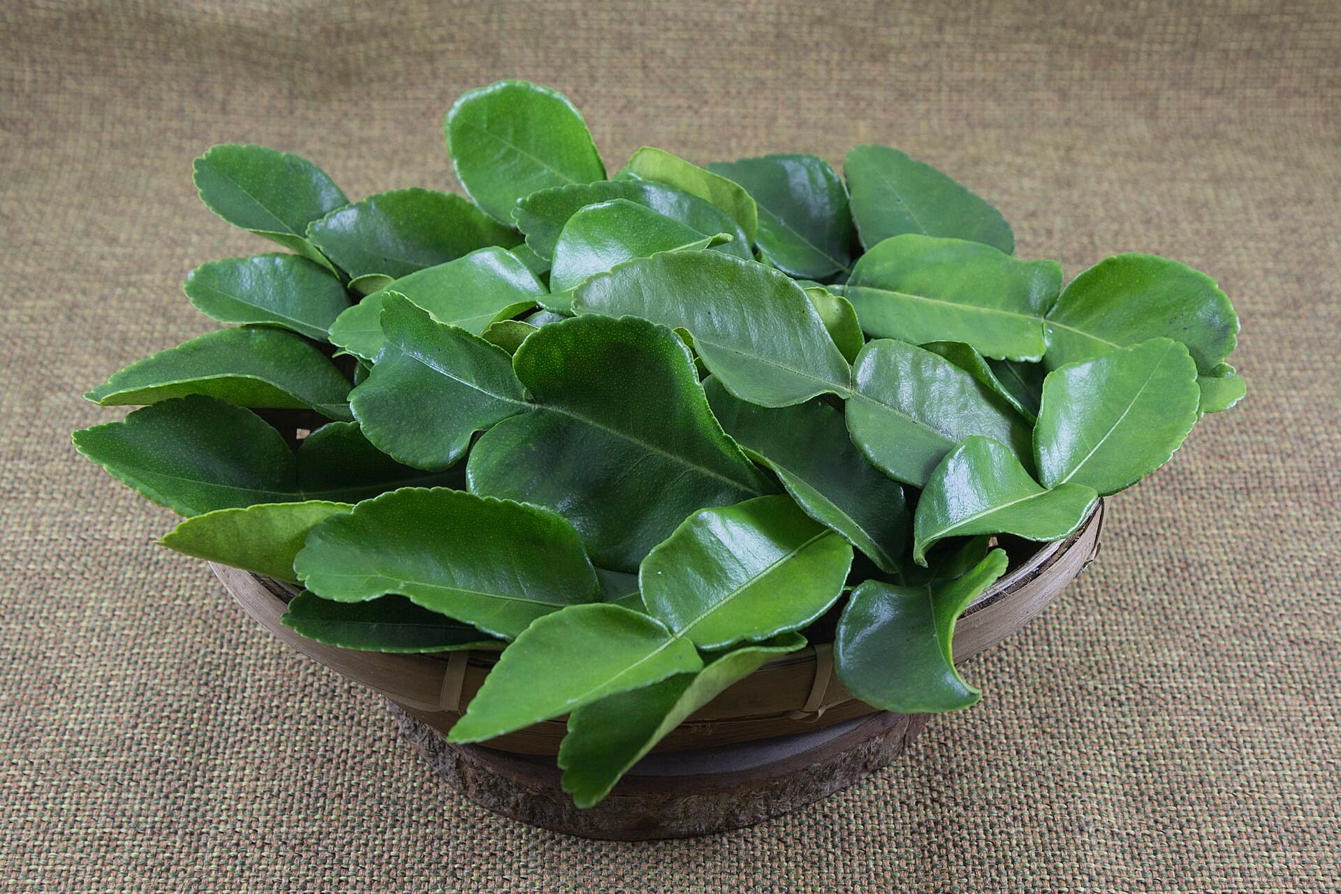 青柠叶 Makrut Lime Leaf 真实食材图