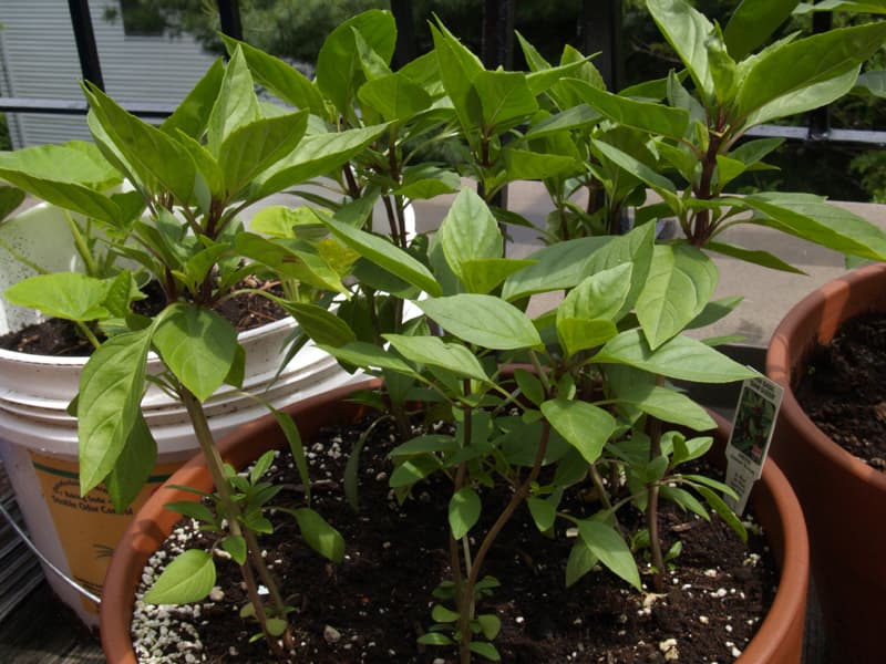 甜罗勒 Thai Sweet Basil 真实食材图