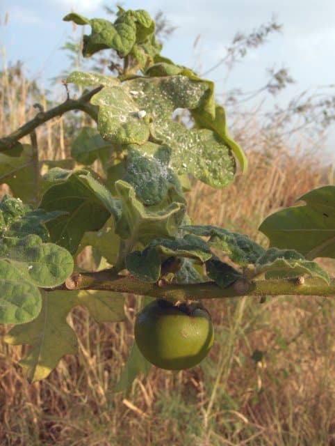 泰国小茄子 Thai Eggplant 真实食材图